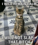 cat-meditating-sitting-up-keep-calm-will-not-slap-bitch-pics_zpsf23ea5d4